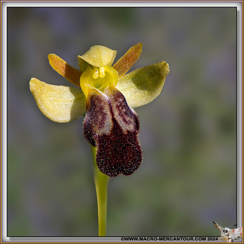 Ophrys Brun